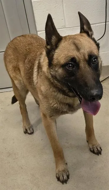 A young medium-sized female German Shepherd Dog dog named Pricillia for adoption in Haw River, NC