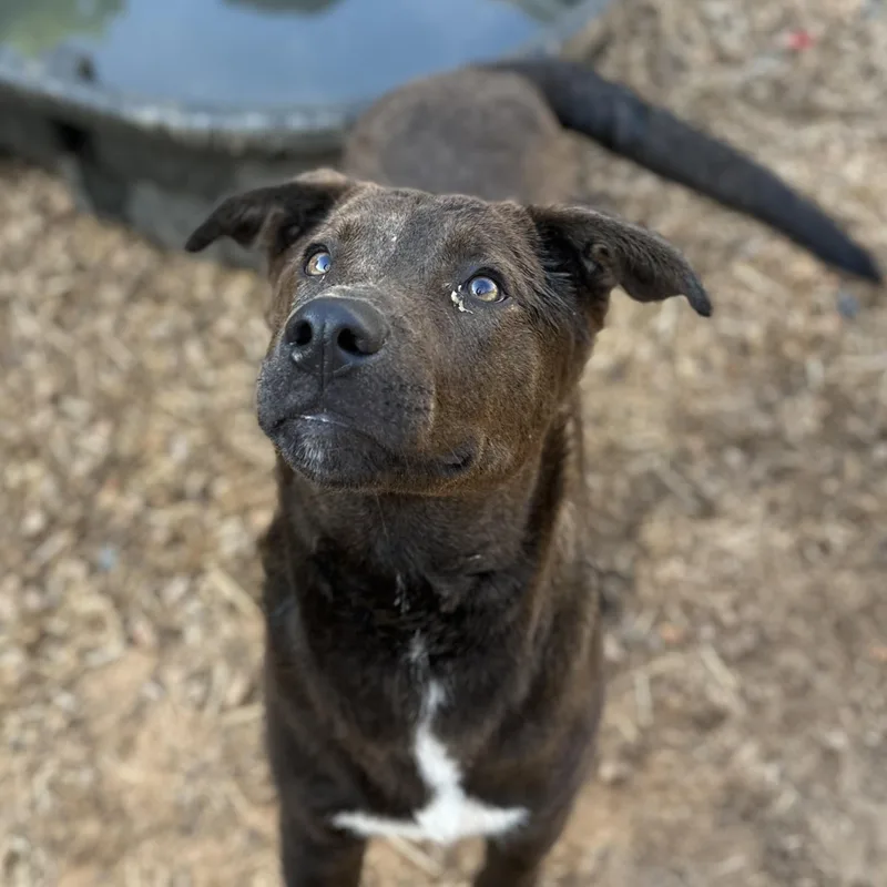 A baby large-sized male Brown / Chocolate Labrador Retriever dog named Bill Board for adoption in Columbia, SC