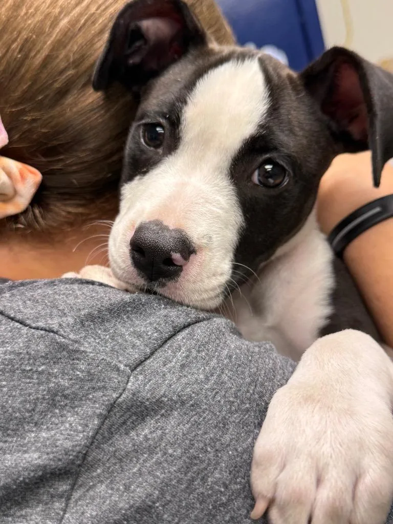 Oreo