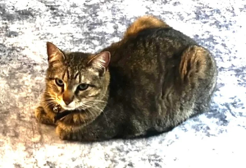 A young medium-sized female Domestic Short Hair cat named Kay Kay for adoption in Ogden, UT
