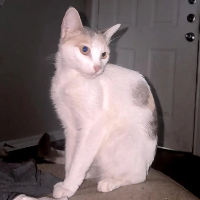 A young medium-sized female White Domestic Short Hair cat named Mimi Rose Howard for adoption in Austin, TX