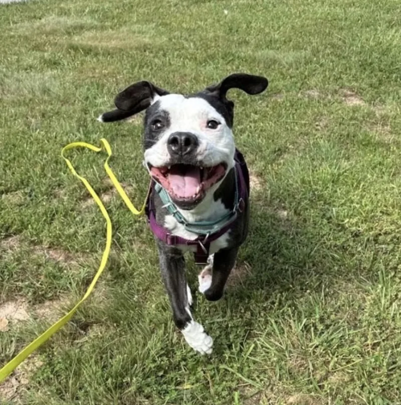 A senior medium-sized male Pit Bull Terrier dog named Zz Domino for adoption in Candler, NC