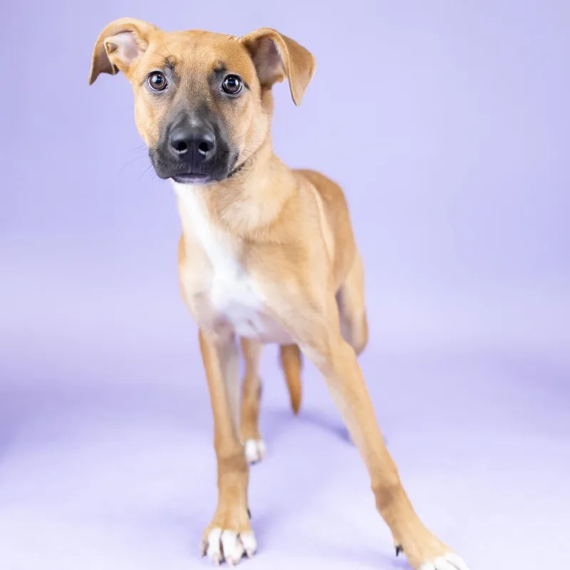 A young medium-sized male Yellow / Tan / Blond / Fawn Mixed Breed dog named Sprout for adoption in Portland, OR