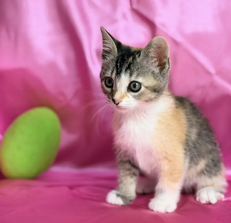 A baby medium-sized female Dilute Calico cat named Mandy for adoption in Rowland Heights, CA