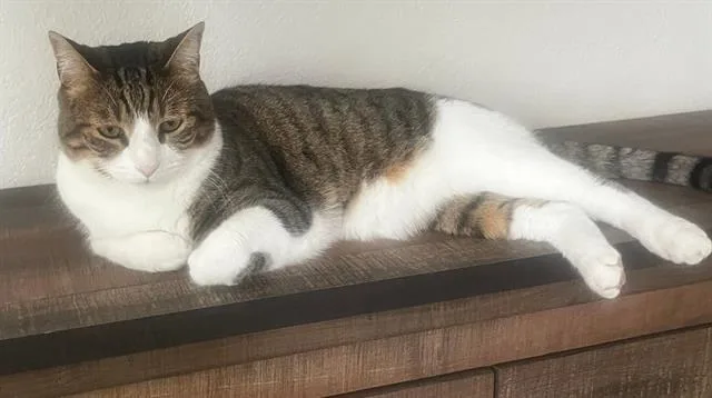 An adult large-sized male Domestic Short Hair cat named Bentley for adoption in Camarillo, CA