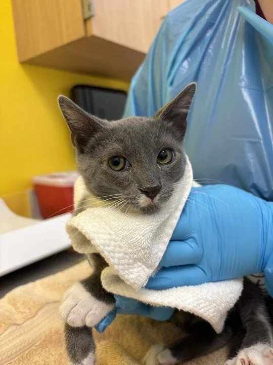 A baby small-sized male Gray / Blue / Silver Domestic Short Hair cat named Caraxes for adoption in Raleigh, NC