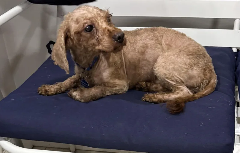 A young small-sized male Miniature Poodle dog named Tony for adoption in Abington, PA