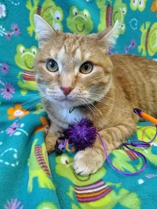 A young medium-sized male Domestic Short Hair cat named Maximus for adoption in Aberdeen, SD