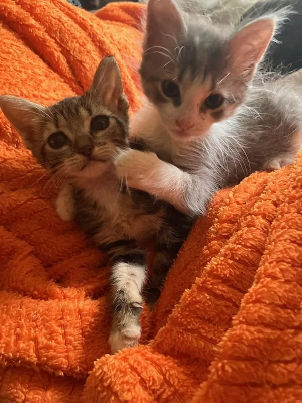 A baby small-sized male Domestic Long Hair cat named Frog for adoption in San Diego, CA