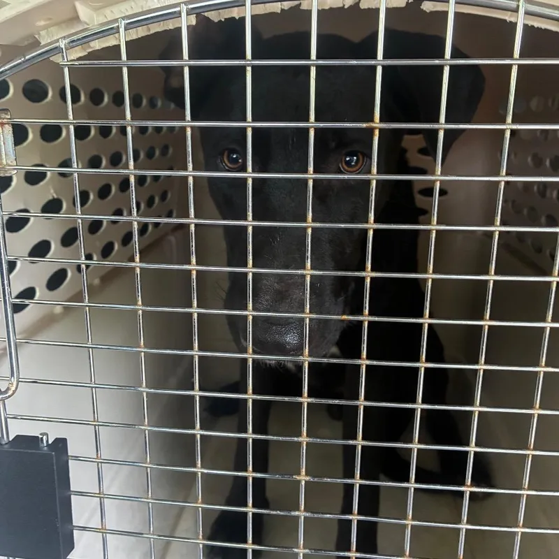 An adult large-sized male Black Shepherd dog named Brady for adoption in Montgomery, AL