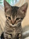 A baby medium-sized male Domestic Short Hair cat named Scottie for adoption in Heathsville, VA
