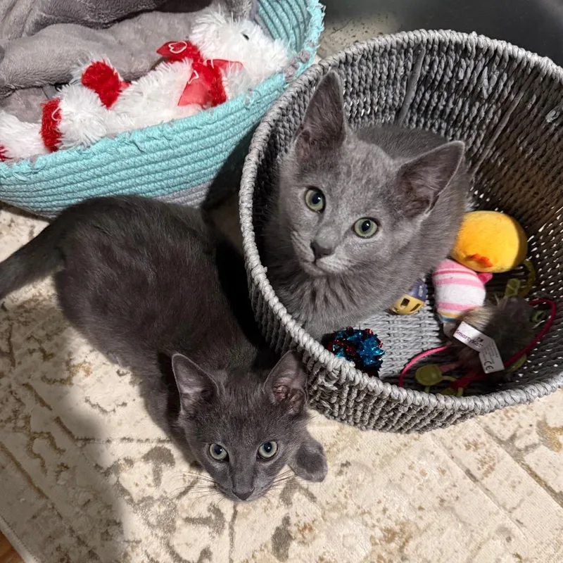 A baby small-sized male Gray / Blue / Silver Domestic Short Hair cat named Raisin for adoption in South Burlington, VT