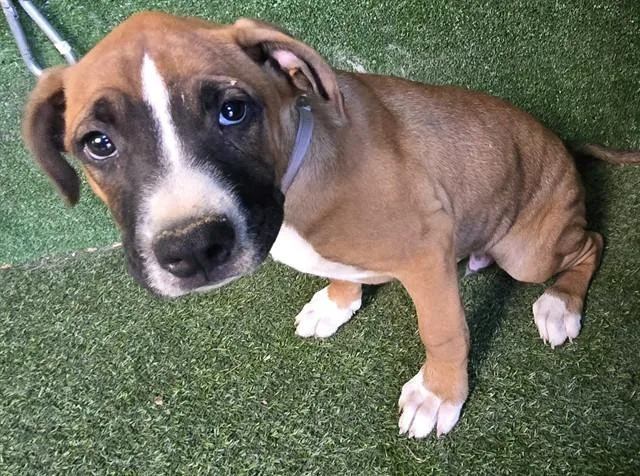 An adult small-sized male Boxer dog named Itachi for adoption in Lancaster, CA