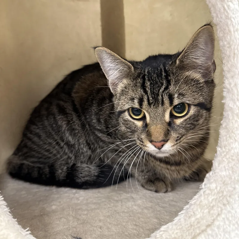 A baby medium-sized male Tabby (Brown / Chocolate) Domestic Short Hair cat named Ralph for adoption in North Haven, CT