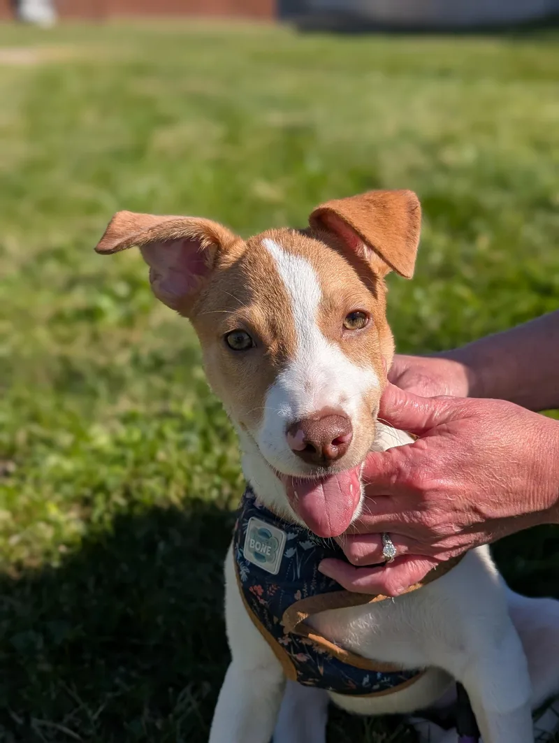 A baby medium-sized female Mixed Breed dog named Sweetheart for adoption in Tilton, IL