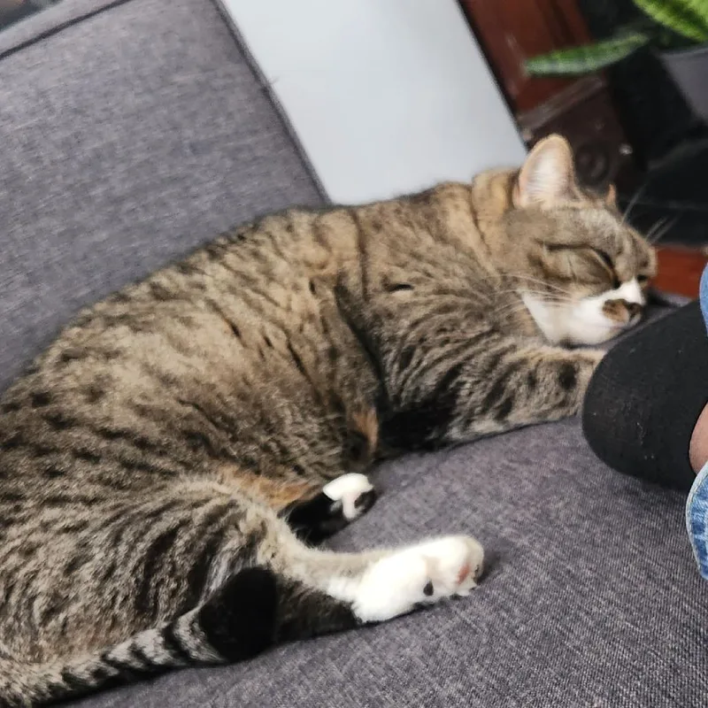A senior small-sized female Gray / Blue / Silver Domestic Medium Hair cat named Smokie for adoption in Roanoke, VA