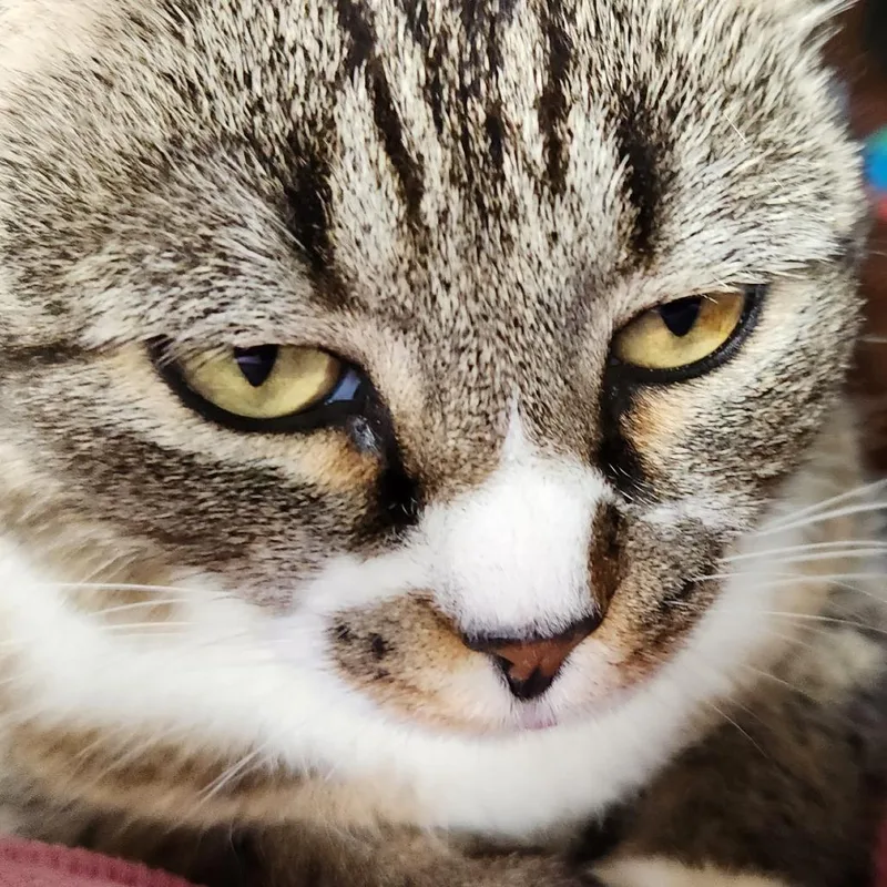 Smokie thumbnail 2