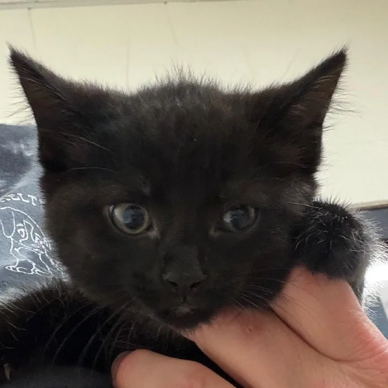 A baby small-sized female Black Domestic Short Hair cat named Barkley for adoption in Zanesville, OH