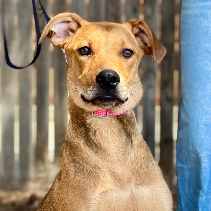 An adult large-sized female Golden Shepherd dog named FWT Stella for adoption in Midland, TX