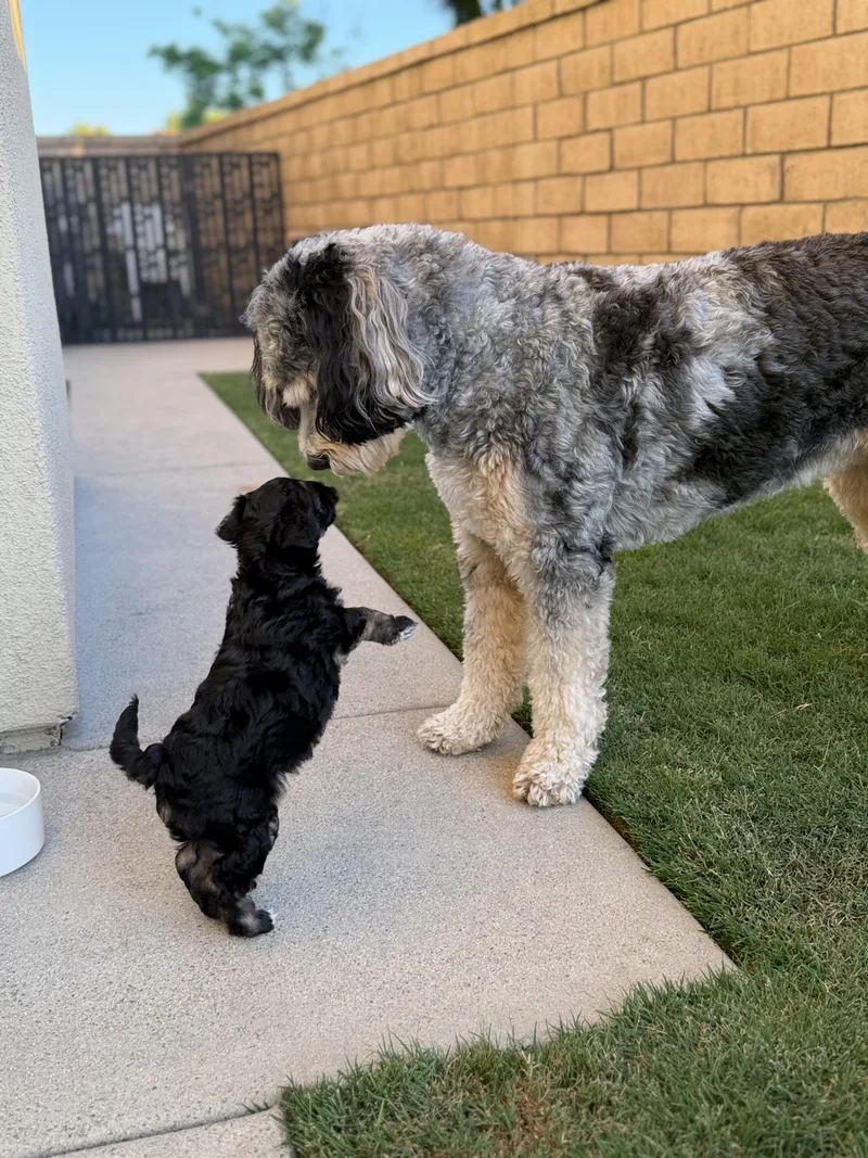 A baby small-sized female Black Havanese dog named Mindy for adoption in Corona Del Mar, CA