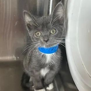 A baby small-sized female Gray / Blue / Silver Domestic Short Hair cat named Wednesday for adoption in Knoxville, TN