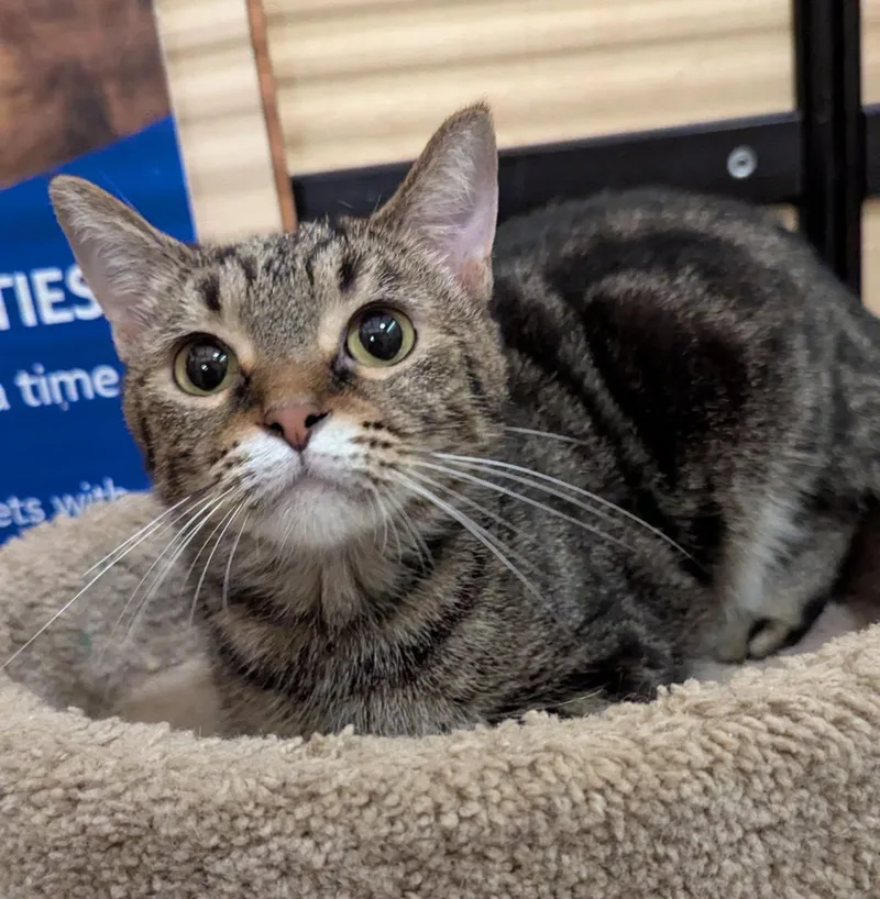 A baby medium-sized female Tabby (Brown / Chocolate) Tabby cat named Paprika for adoption in Farmland, IN