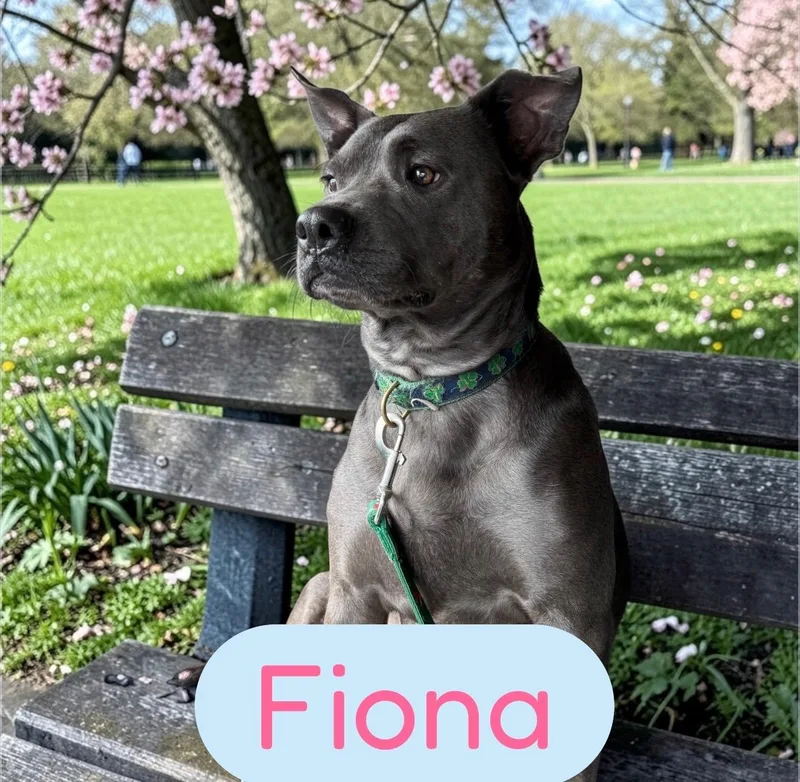 A young medium-sized female Gray / Blue / Silver American Staffordshire Terrier dog named Fiona for adoption in Semmes, AL