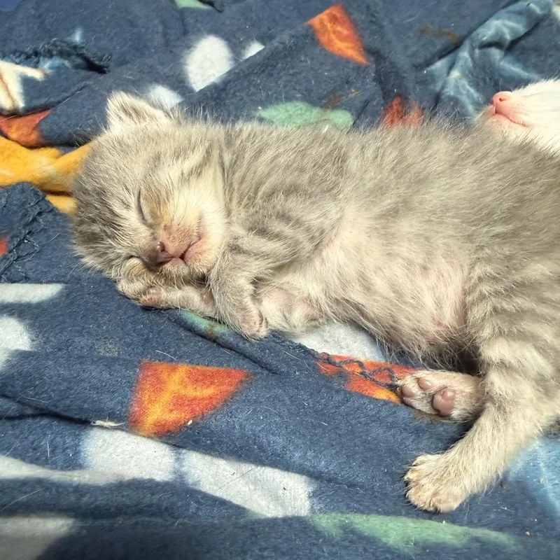 A baby small-sized male Gray / Blue / Silver Domestic Short Hair cat named Ace Of Spades for adoption in Silver Spring, MD