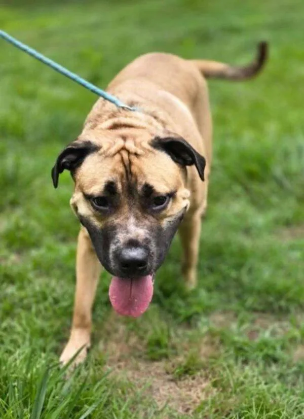 An adult extra large-sized male Mastiff dog named Seven for adoption in Salisbury, MD