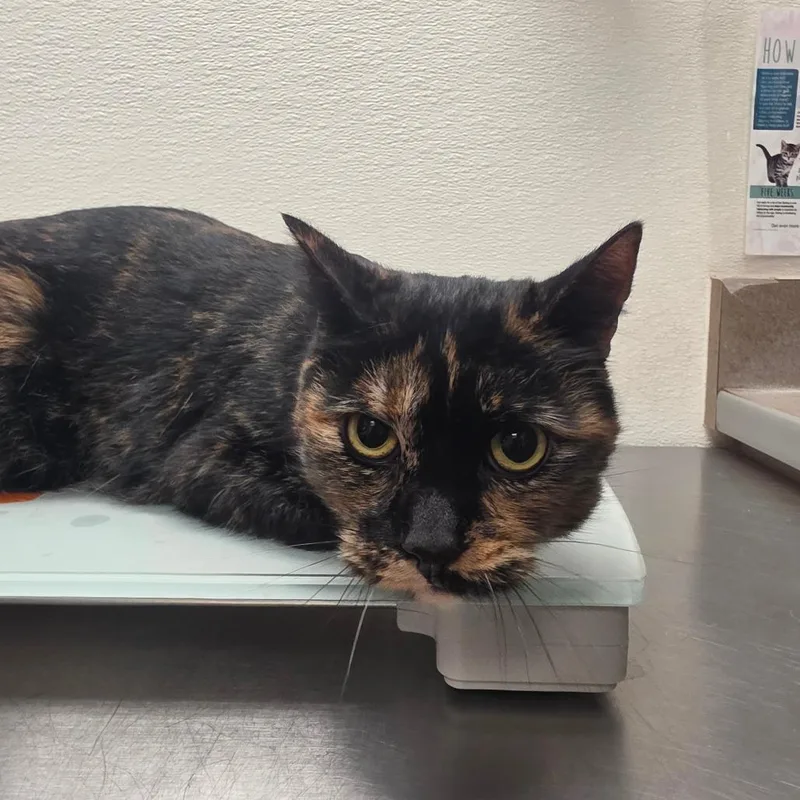 An adult large-sized female Black Domestic Short Hair cat named Cassiopeia for adoption in Albuquerque, NM