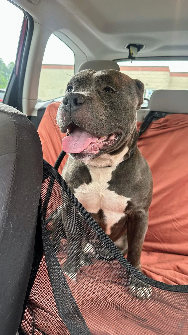 Westminster thumbnail 2