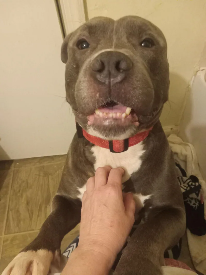 Westminster thumbnail 3