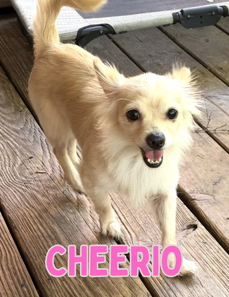Cheerio
