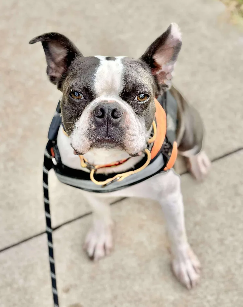 Maverick Blue thumbnail 2