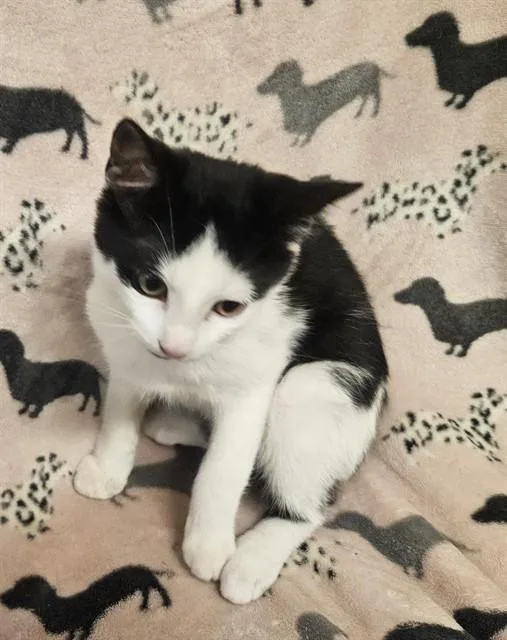 A baby small-sized female Domestic Short Hair cat named Emily for adoption in Castaic, CA