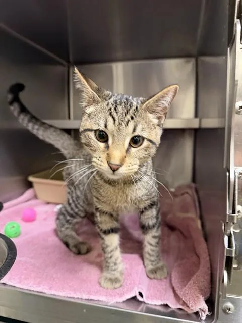 A baby small-sized male Domestic Short Hair cat named Spoon for adoption in Lees Summit, MO