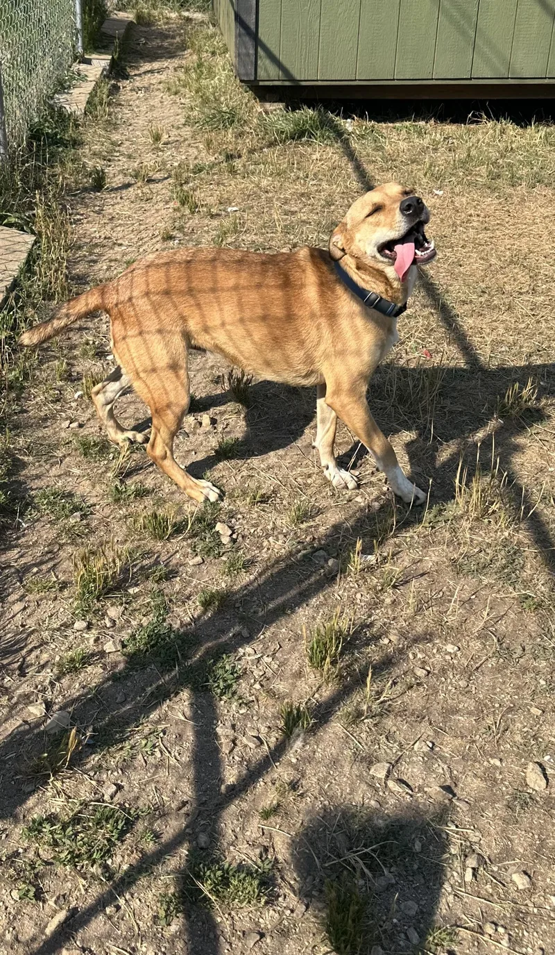 An adult medium-sized female Yellow / Tan / Blond / Fawn Labrador Retriever dog named Anastasia for adoption in CUMMING, GA