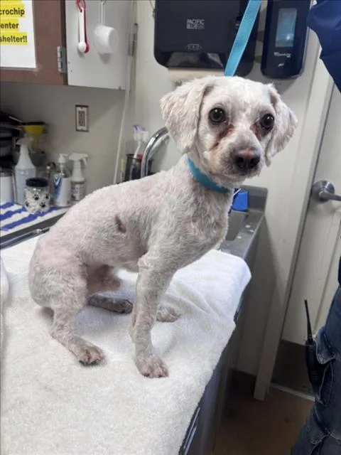 An adult small-sized male Poodle dog named Alfredo for adoption in Norco, CA