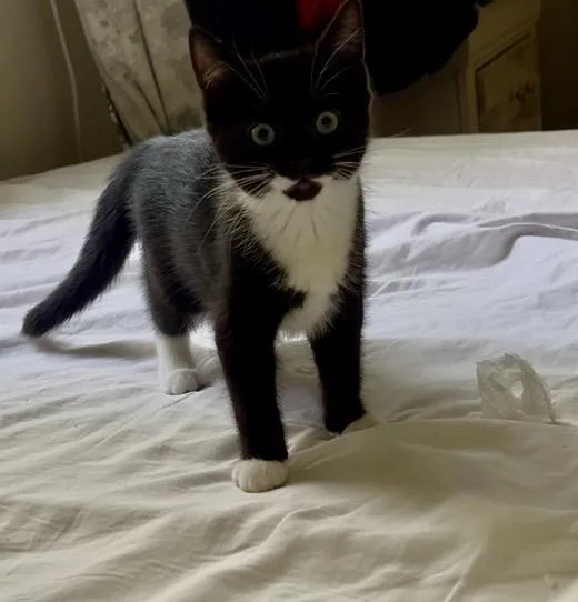 A baby medium-sized female Black & White / Tuxedo Domestic Short Hair cat named Pepper for adoption in Mayfield, NY
