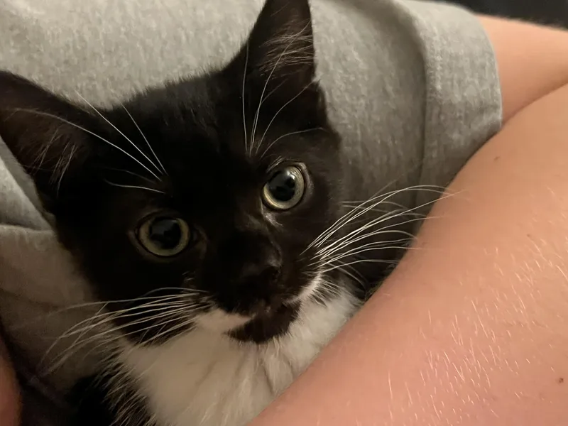 Pepper thumbnail 2
