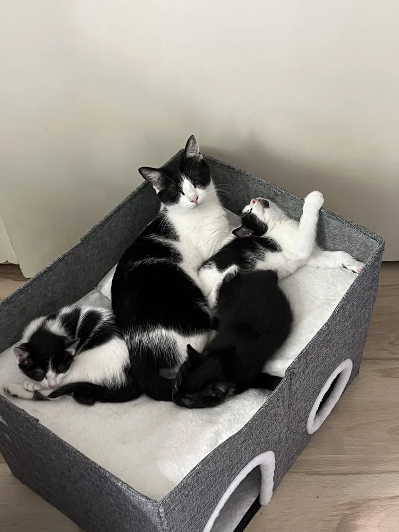 Pepper thumbnail 3