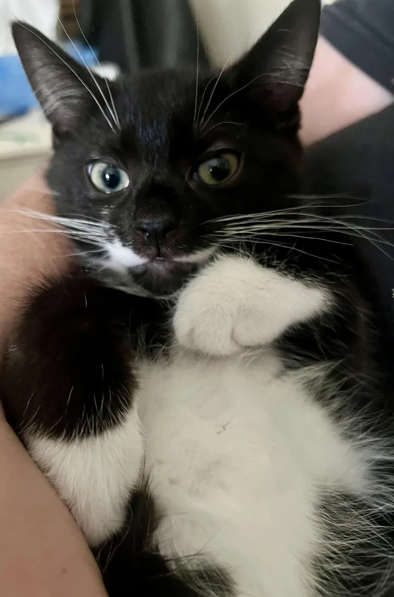 Pepper thumbnail 4