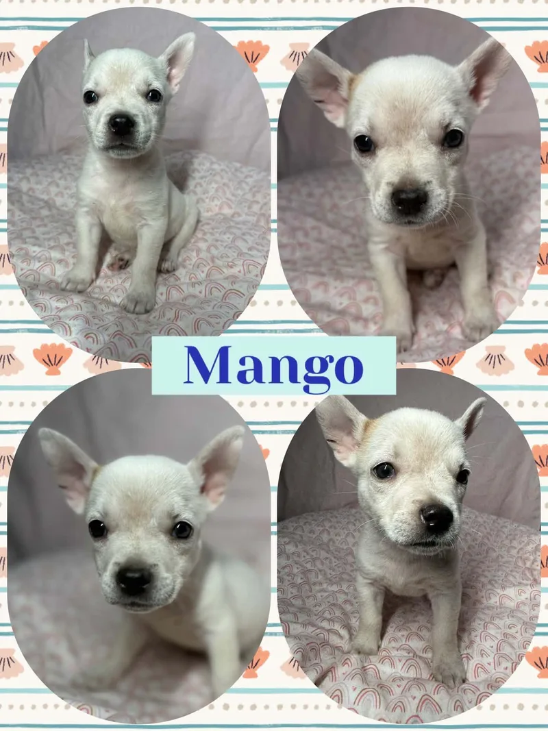 A baby small-sized male White / Cream Chihuahua dog named Mango for adoption in Ringwood, NJ
