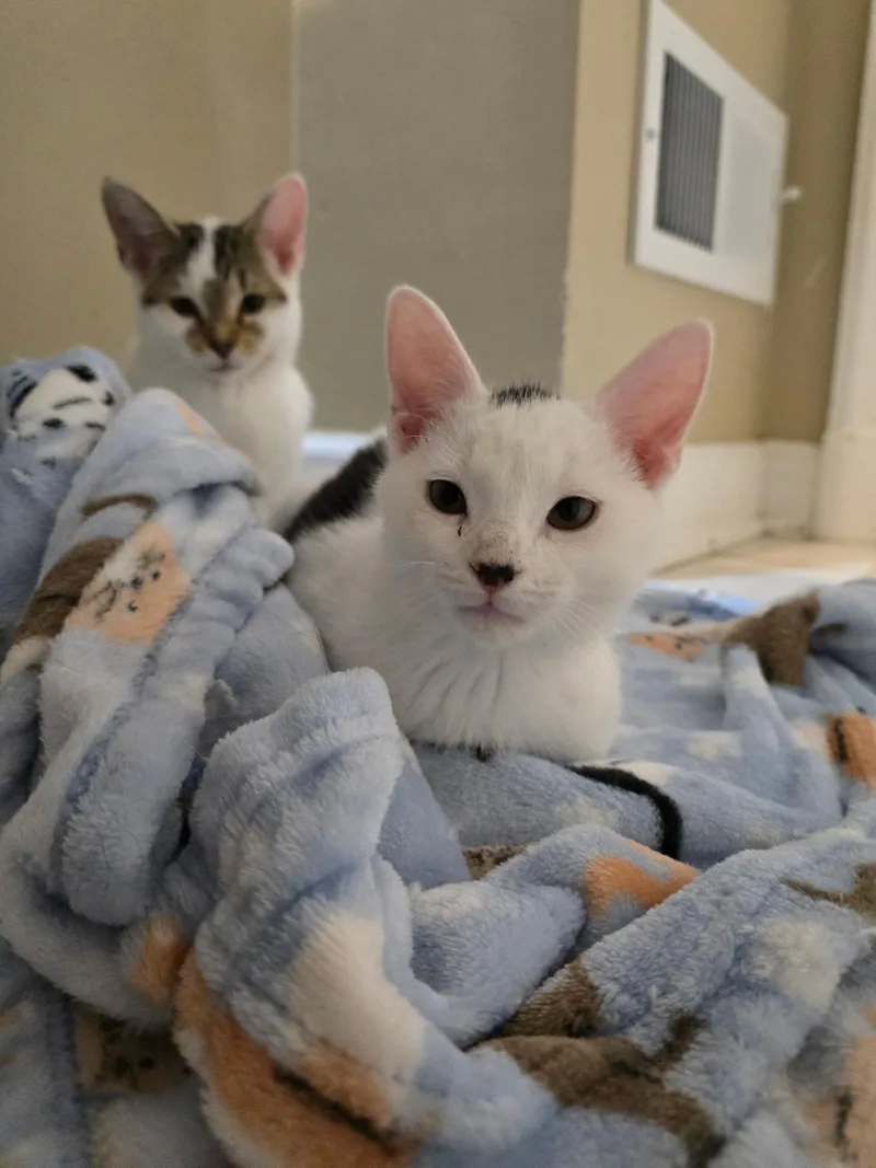 A baby small-sized male White Domestic Short Hair cat named South for adoption in Highland, IN