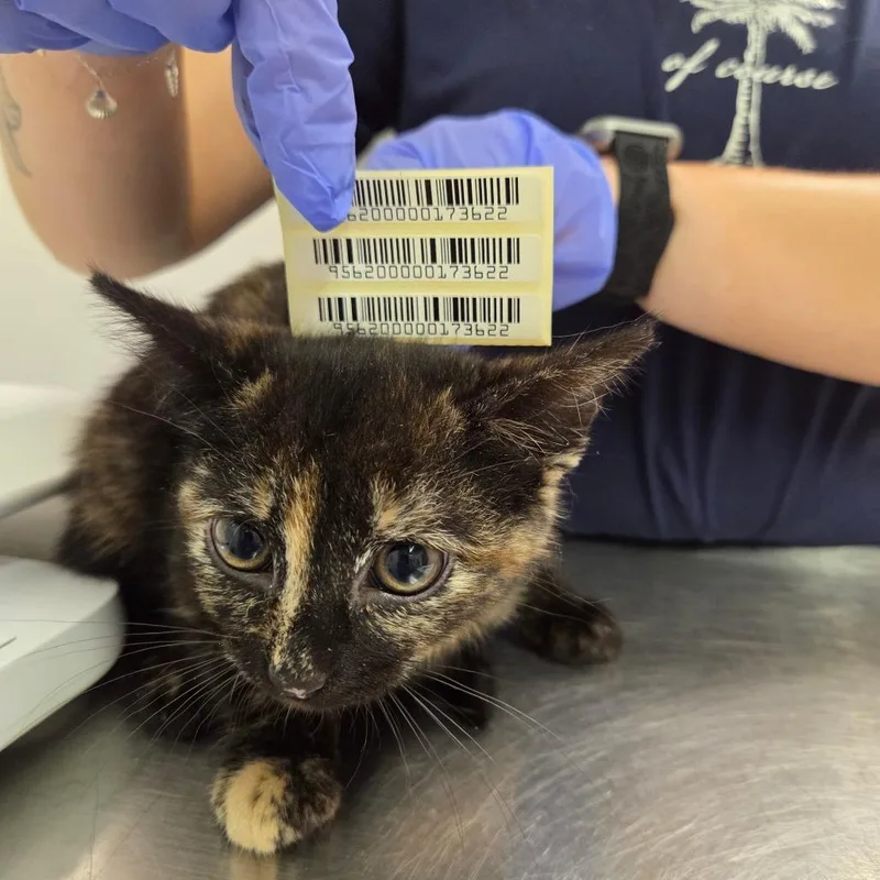 A baby small-sized female Calico Domestic Short Hair cat named Detective Dumpling for adoption in Charleston, WV