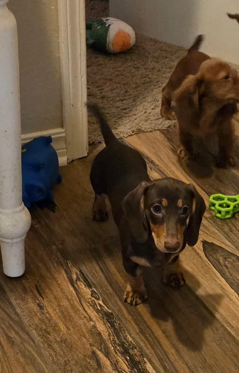 A baby small-sized female Bicolor Dachshund dog named Cinnamon for adoption in Chicopee, MA