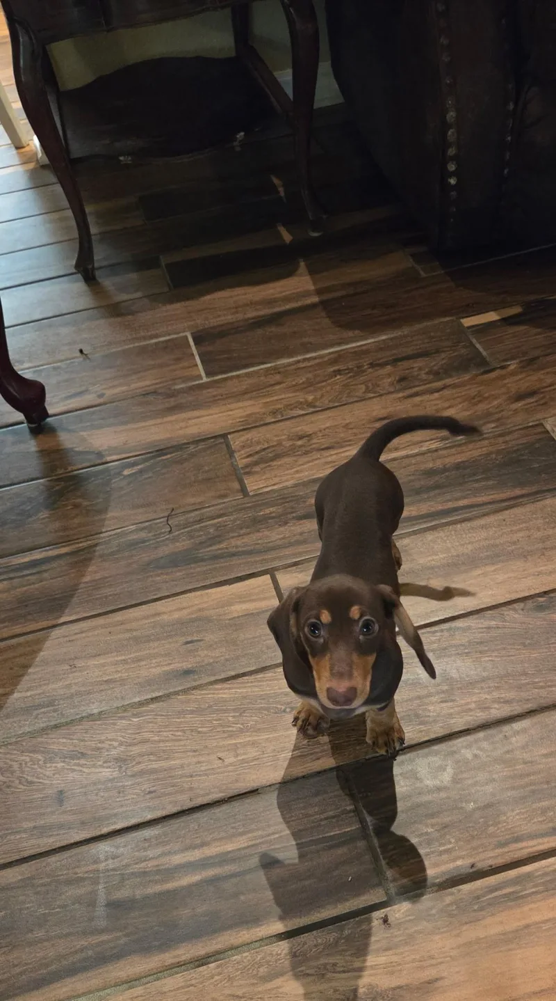 Cinnamon thumbnail 3
