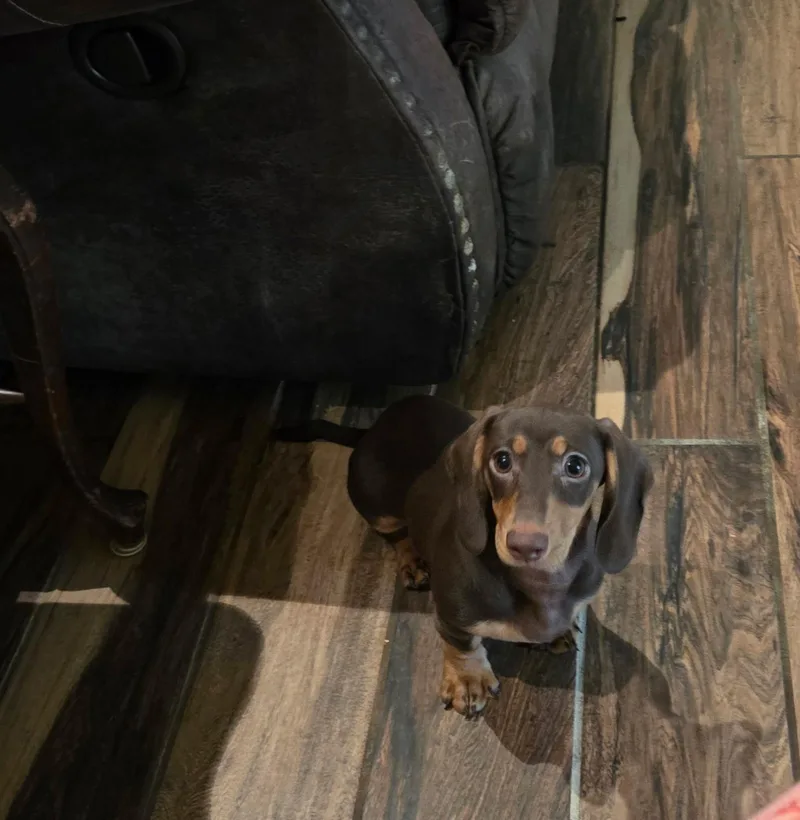 Cinnamon thumbnail 4