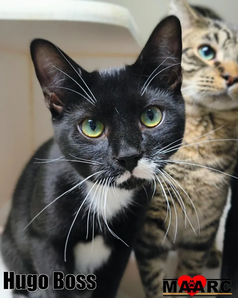 Hugo Boss thumbnail 2