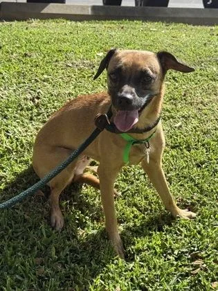 An adult small-sized female Terrier dog named Boots for adoption in Honolulu, HI
